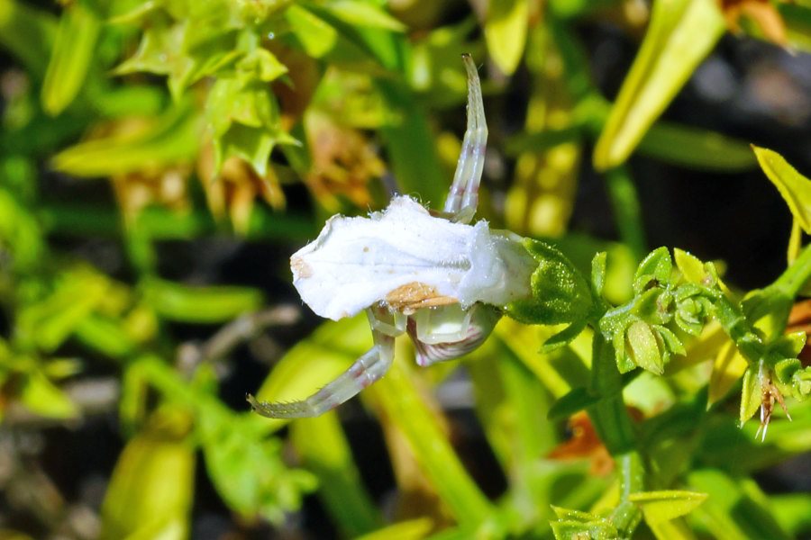 Thomisus onustus (in agguato su Stachys glutinosa)  - Sardegna centro-orientale (OG)